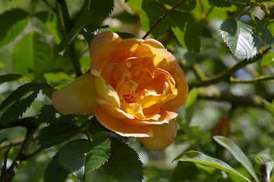 rose