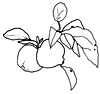 dessin de branche de pommier