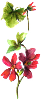 dessin couleur de geranium