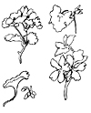 dessin de geranium