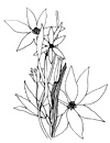 dessin de bouquet blanc