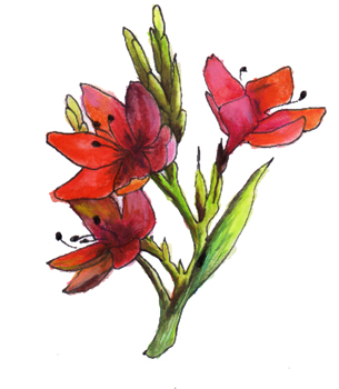dessin de fleur en couleur