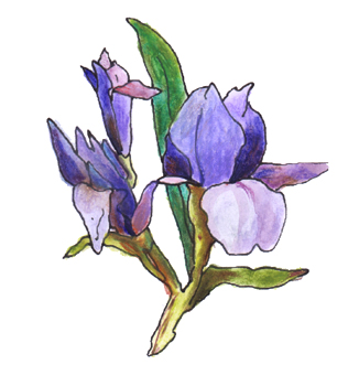dessin d'iris en couleur