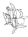 dessin d'iris