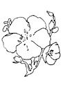dessin de fleur de pommier