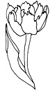 dessin de tulipe perroquet