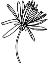 dessin de dahlia cactus
