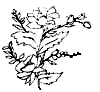 dessin de pivoine arbustive
