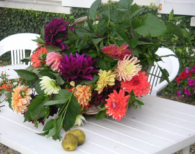 bouquet dahlias