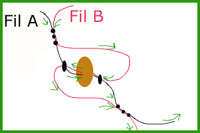 schema de perles