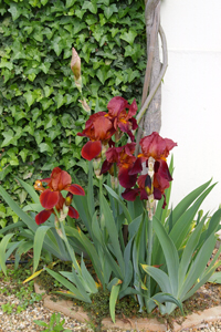 iris rouge