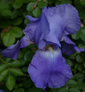 iris bleu