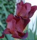 iris rouge