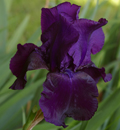 iris bleu foncé