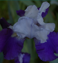 iris panaché
