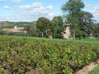 vignes