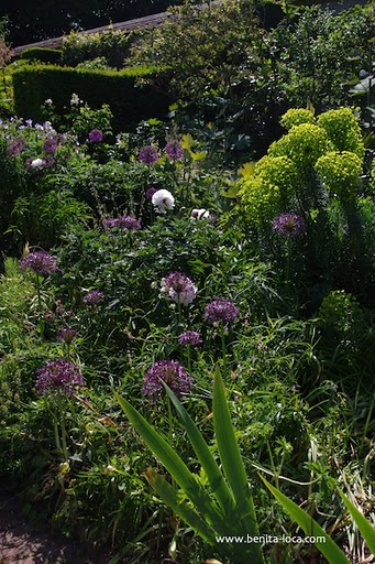 plates-bandes avec allium