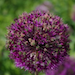 alium