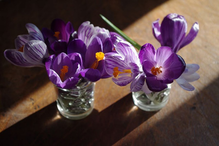 mini bouquets de crocus