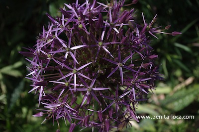 Allium géant