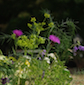 bouquets de fleurs des champs