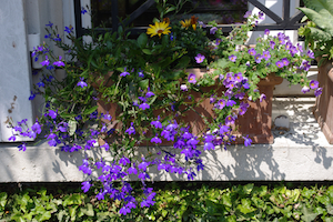 Lobelia, bacopa