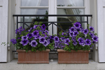 potées de pétunias bleus