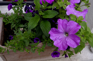 calibrachoa