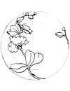 dessin d'orchidée