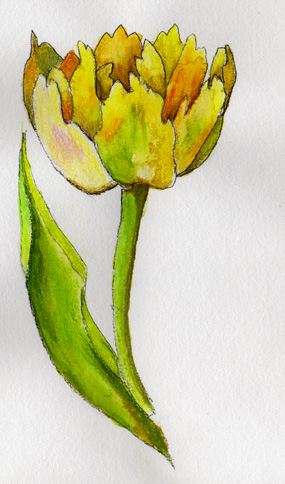 mise en couleur du dessin de tulipe perroquet 