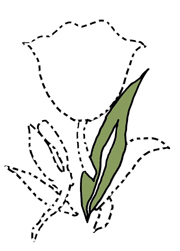 dessin de tulipe